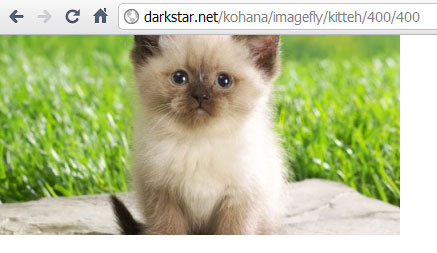 Kitten 400x400